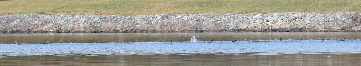 Cormoran à aigrettes - ML645477288
