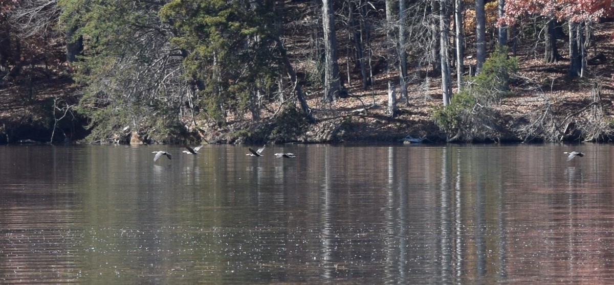 Cormoran à aigrettes - ML645477289