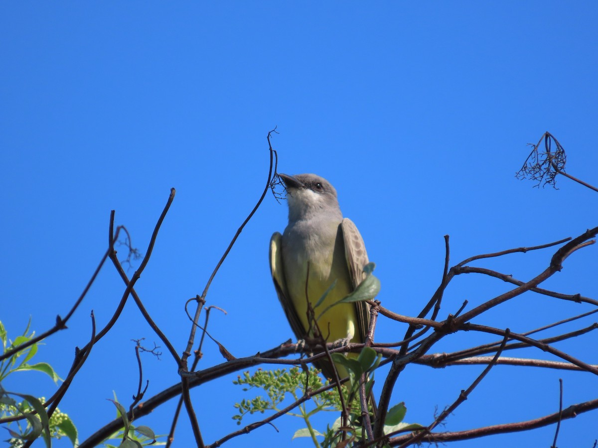 ハシボソタイランチョウ - ML645477299