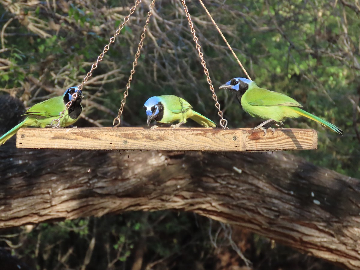 Geai vert - ML645477300