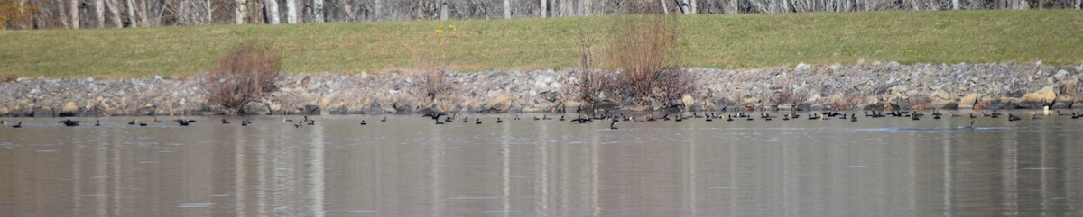 Cormoran à aigrettes - ML645477302