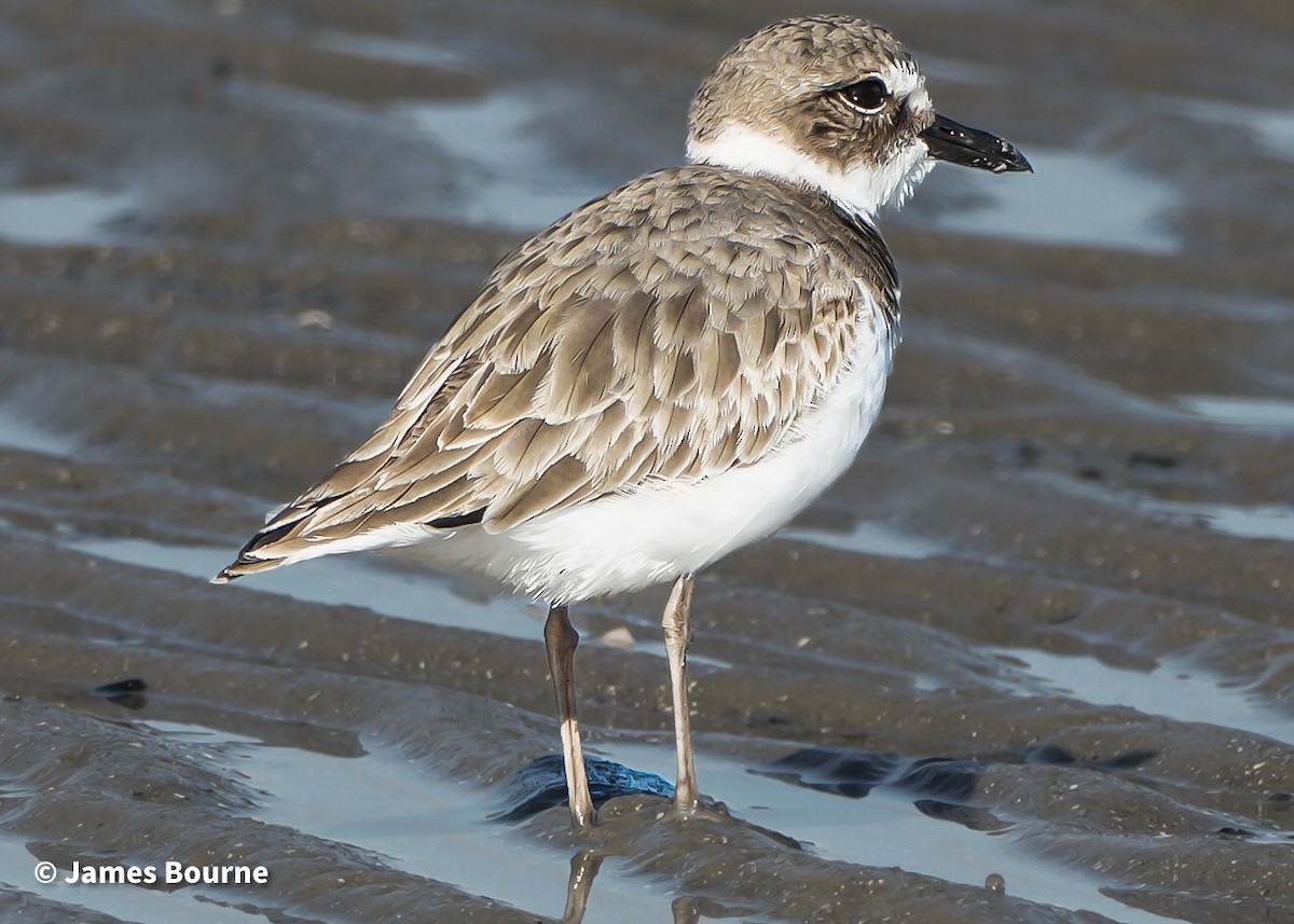 Wilson's Plover - ML645477304