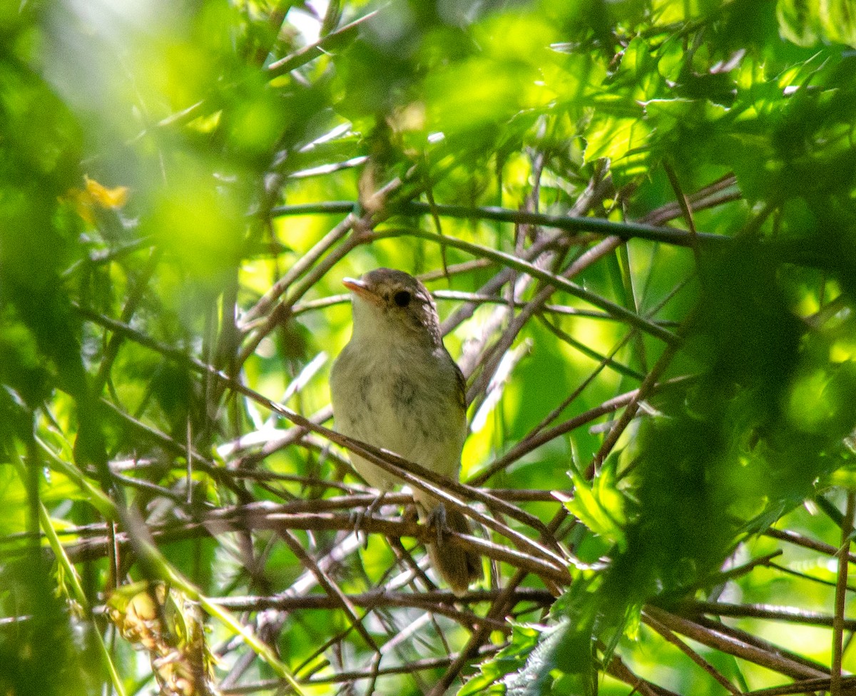 Fulvous-crowned Scrub-Tyrant - ML645477306