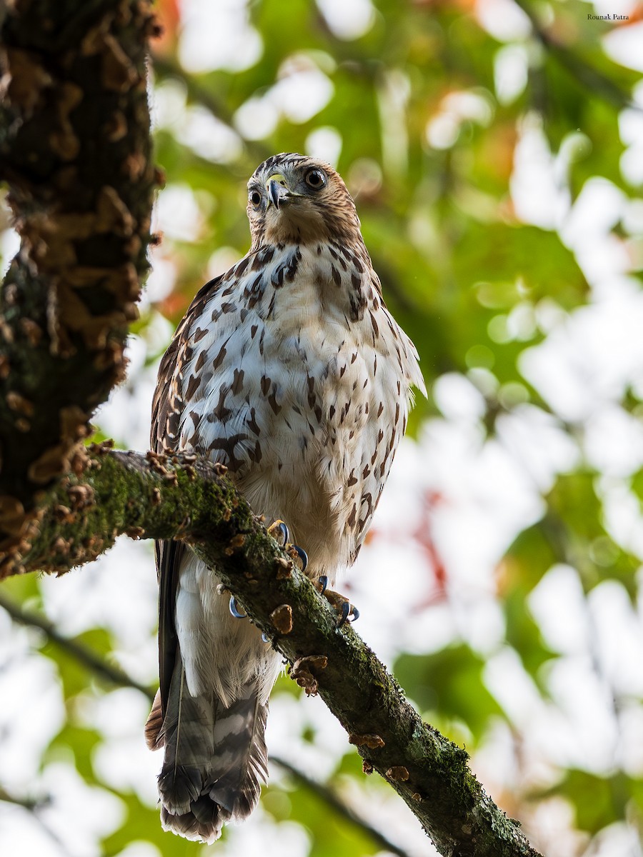 Канюк ширококрилий - ML645477308