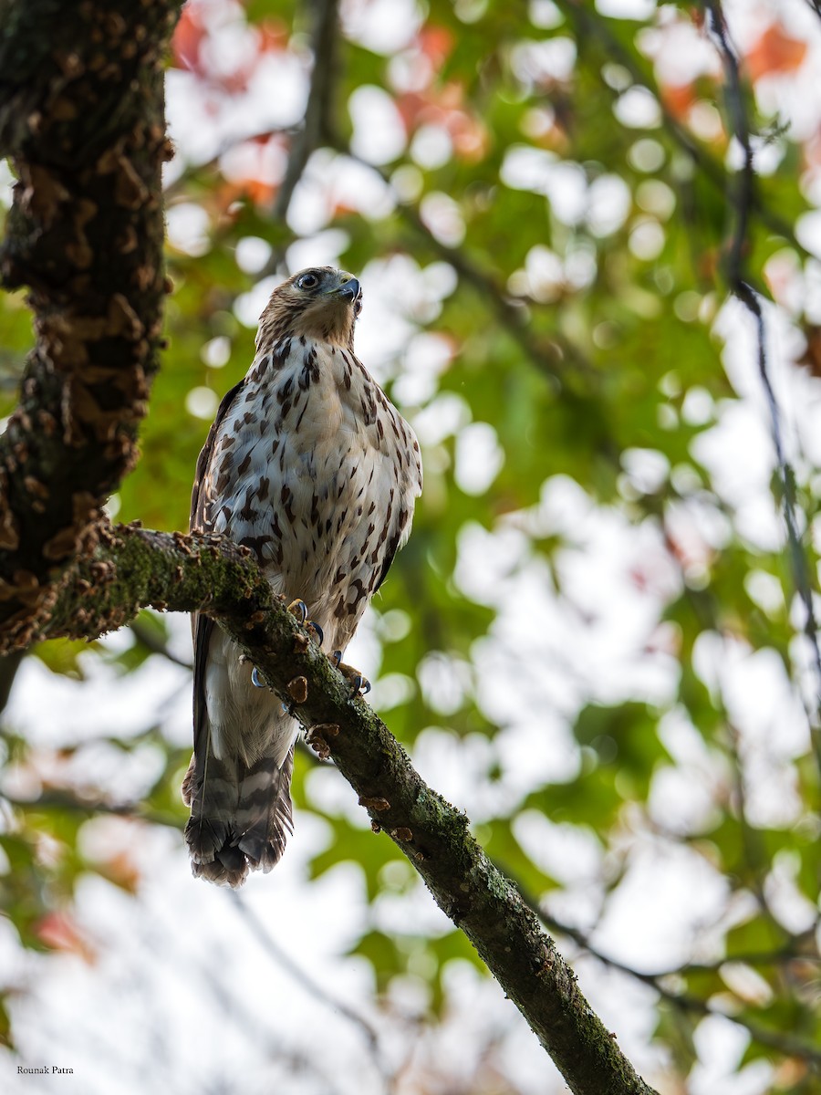 Канюк ширококрилий - ML645477309