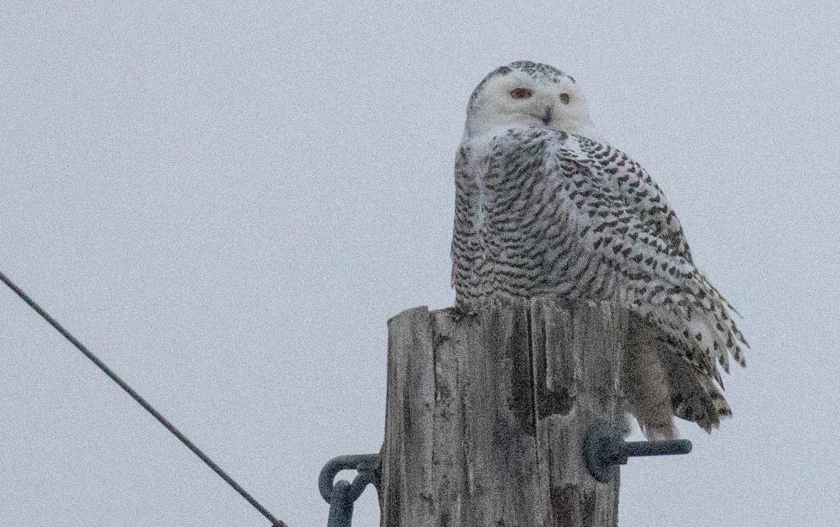 Snowy Owl - ML645477310