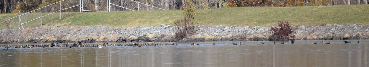 Cormoran à aigrettes - ML645477313