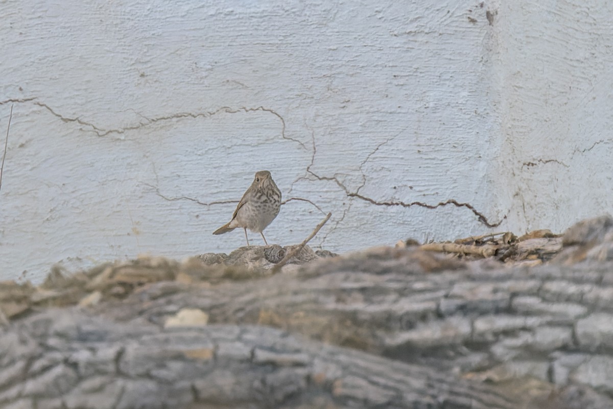 Hermit Thrush - ML645477314