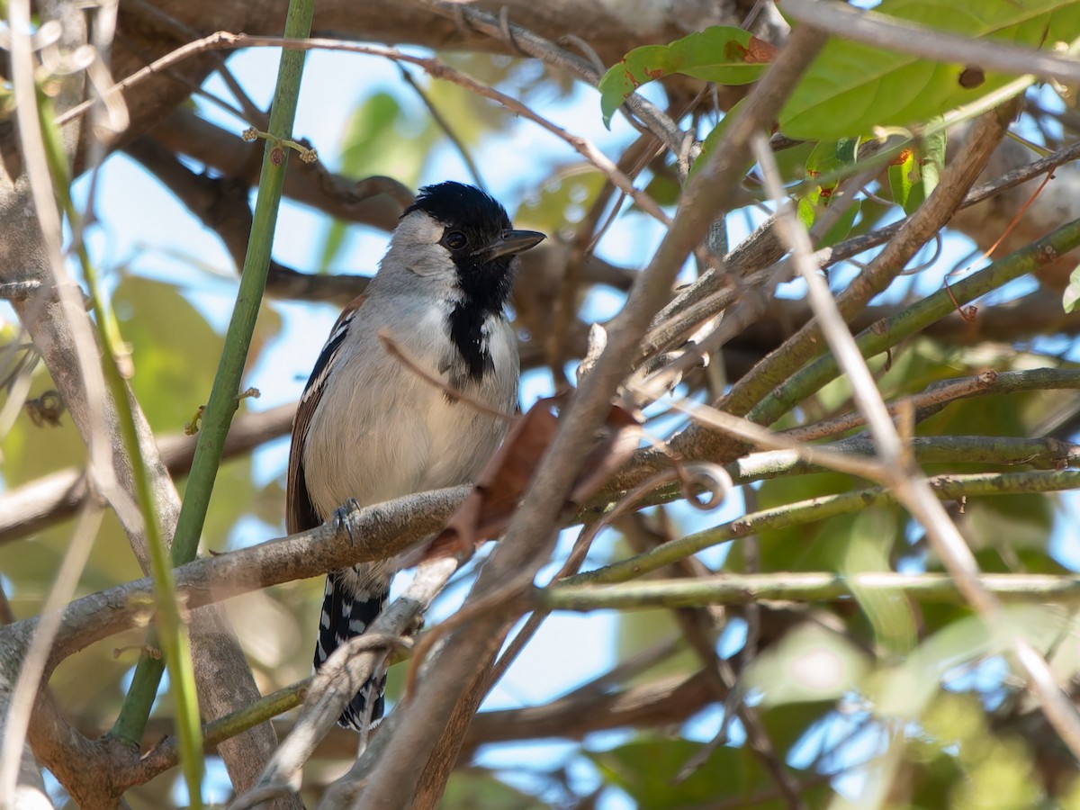 Silvery-cheeked Antshrike (Southern) - ML645477315