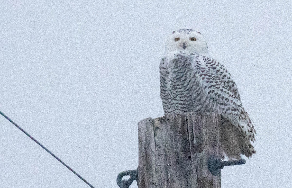 Snowy Owl - ML645477316