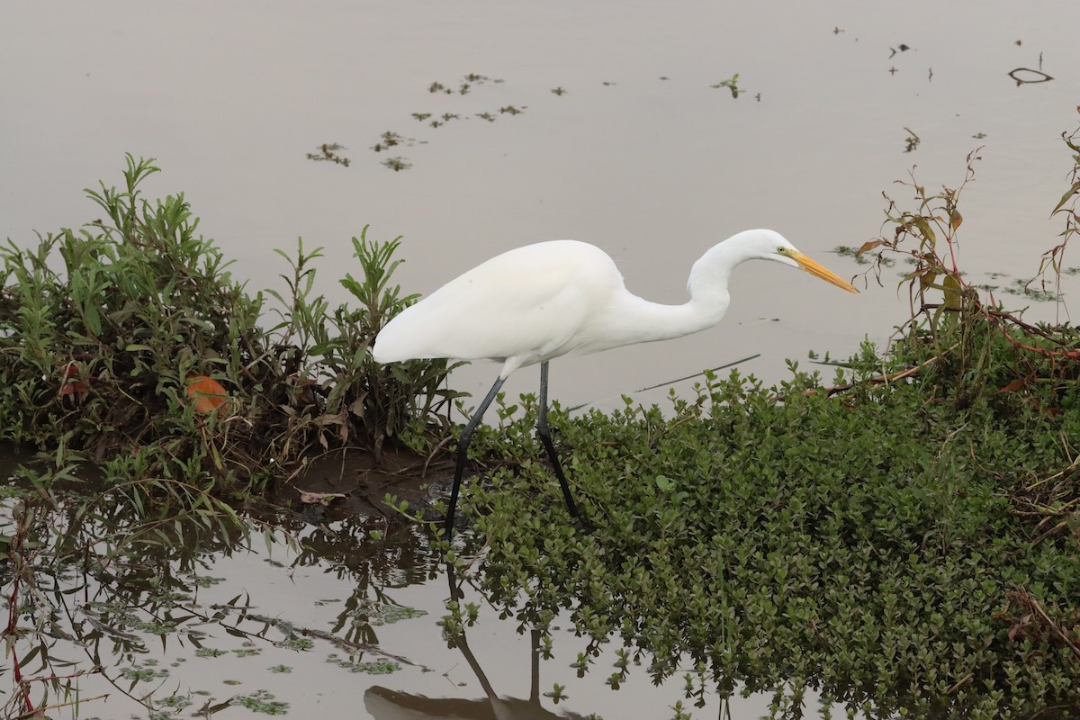 Silberreiher - ML645477319