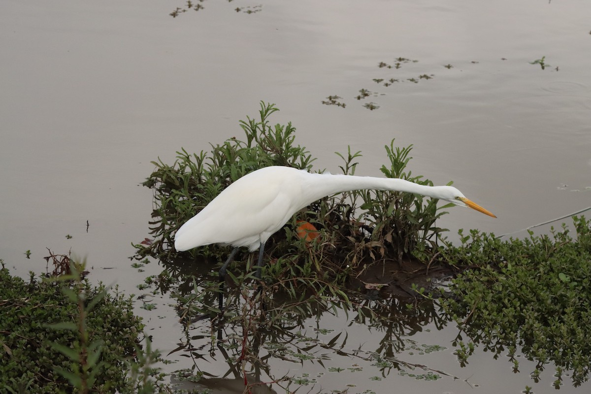 Silberreiher - ML645477320