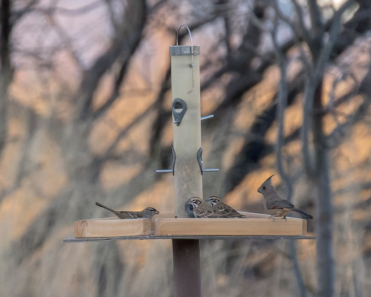 Lark Sparrow - ML645477325