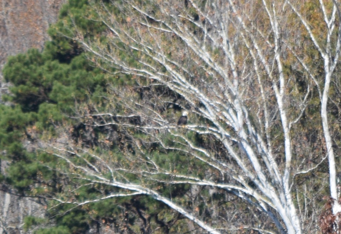 Bald Eagle - ML645477326