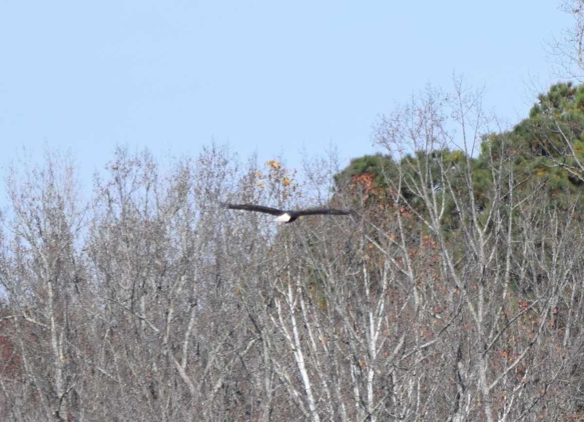 Bald Eagle - ML645477327