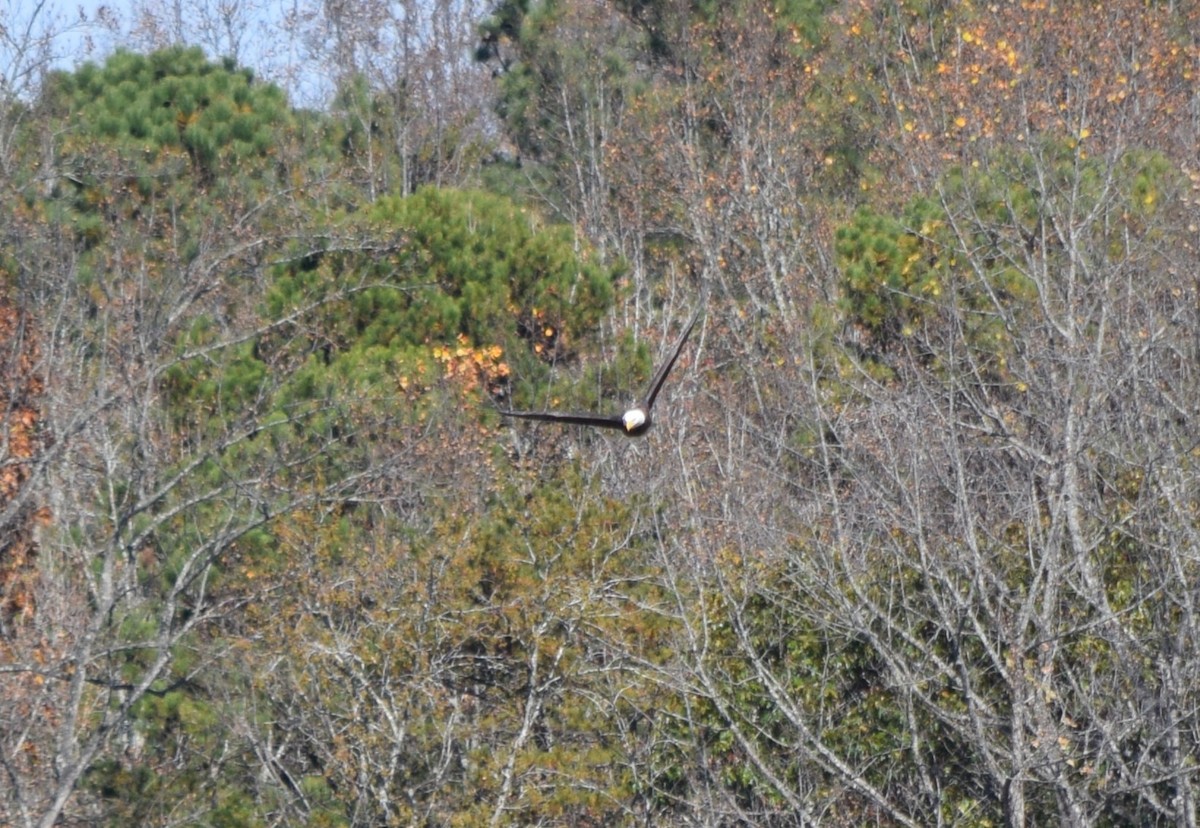 Bald Eagle - ML645477330