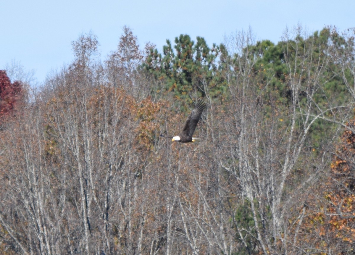 Bald Eagle - ML645477331