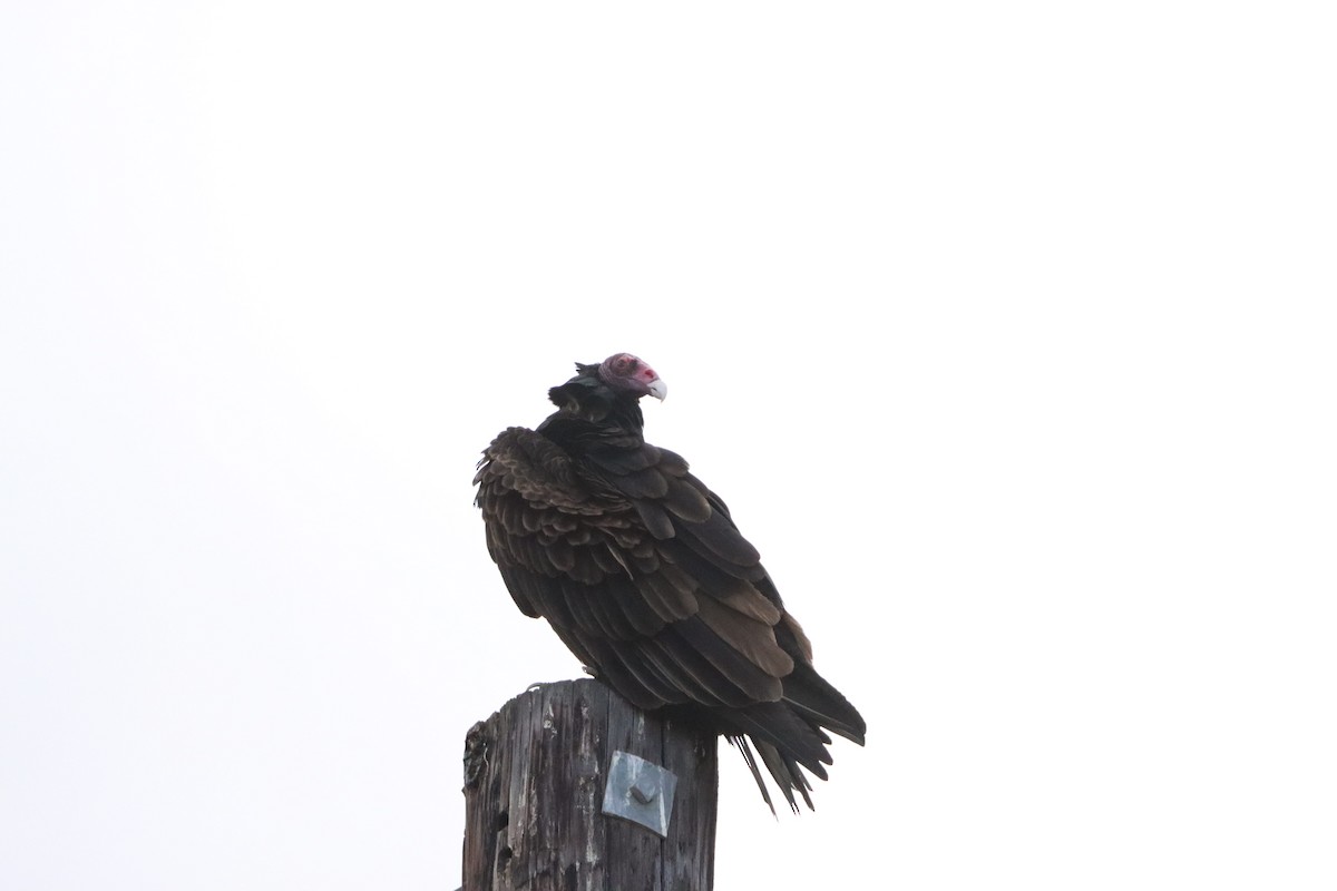 Turkey Vulture - ML645477332