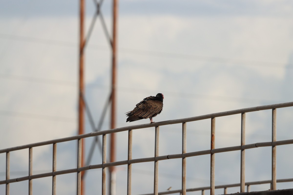 Turkey Vulture - ML645477333