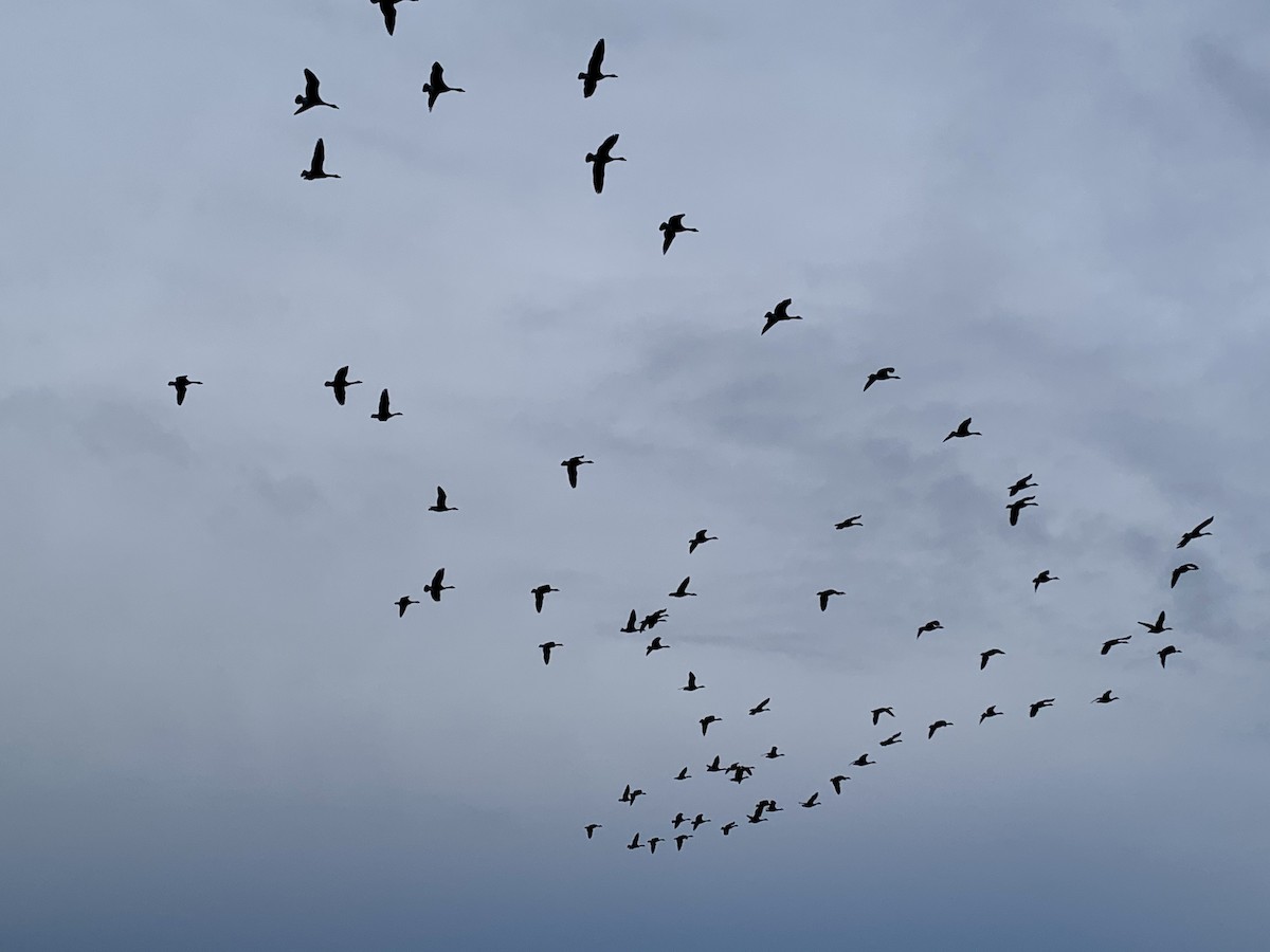 Barnacla Canadiense Grande - ML645477334