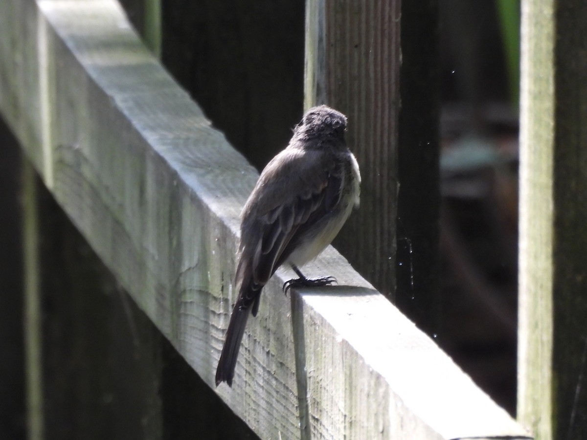 Eastern Phoebe - ML645477339
