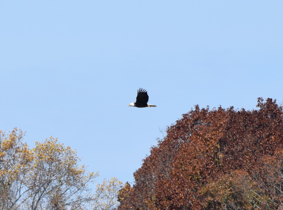 Bald Eagle - ML645477342