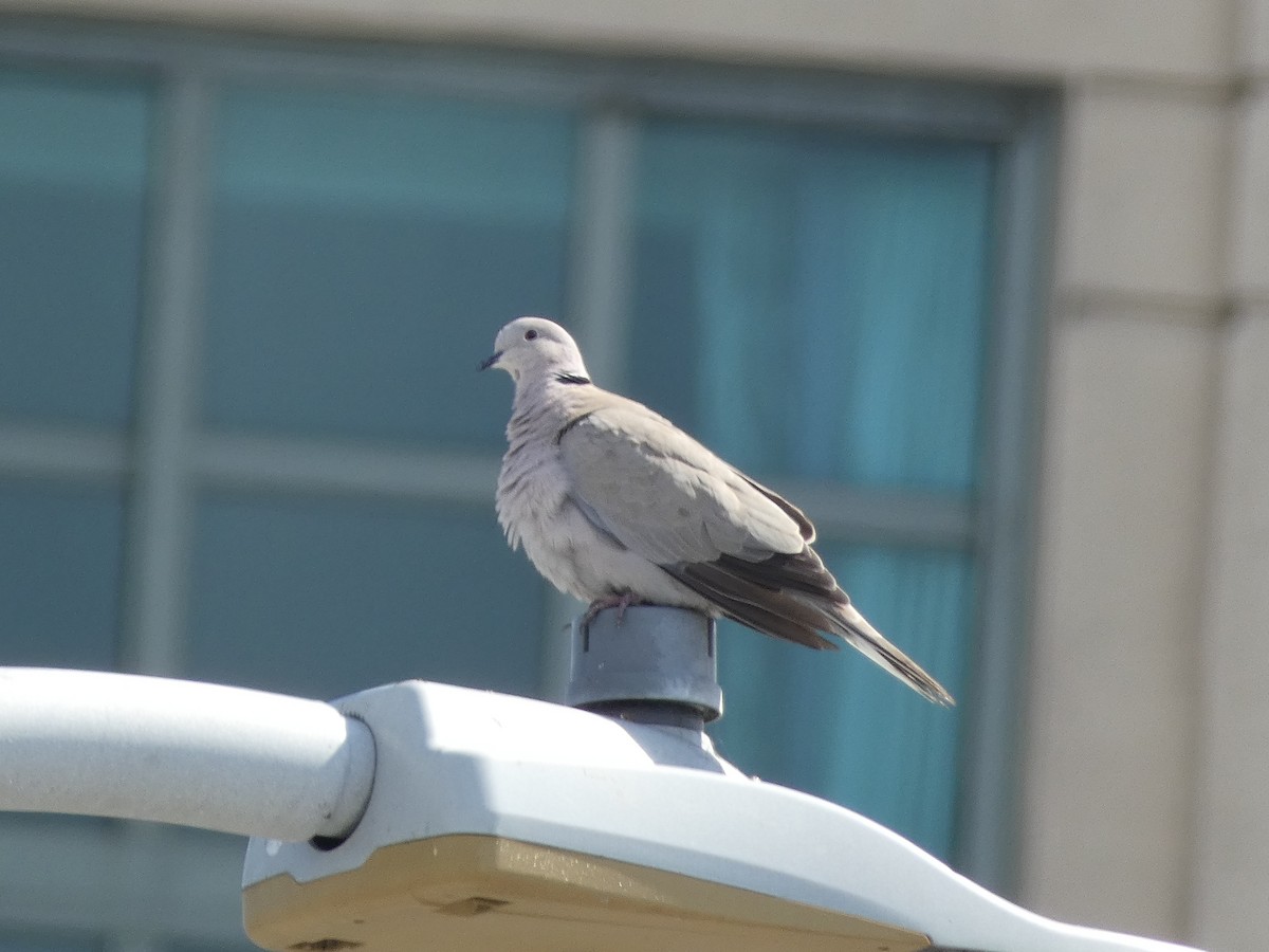 Usapal turkiarra - ML645477350