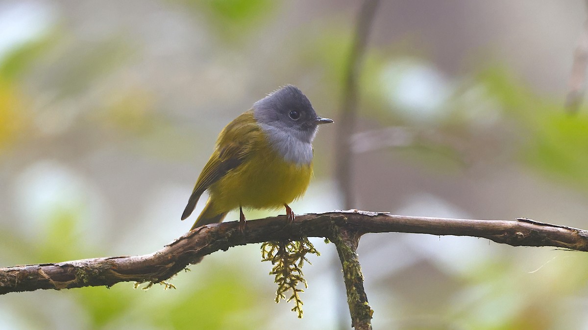 Gray-headed Canary-Flycatcher - ML645477351