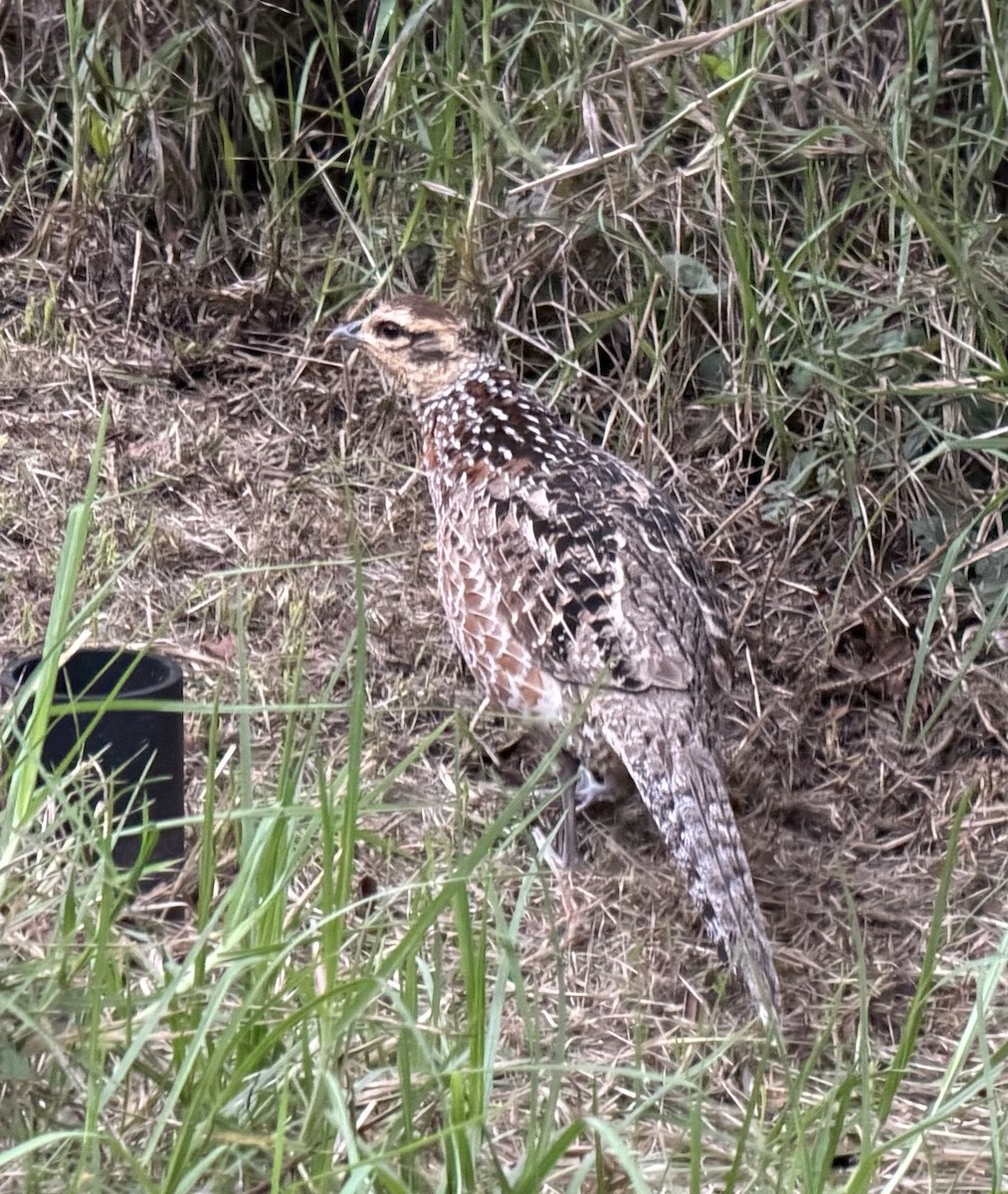 Reeves's Pheasant - ML645477352