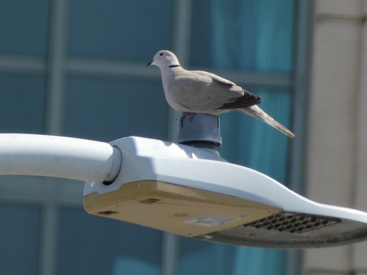 Usapal turkiarra - ML645477353