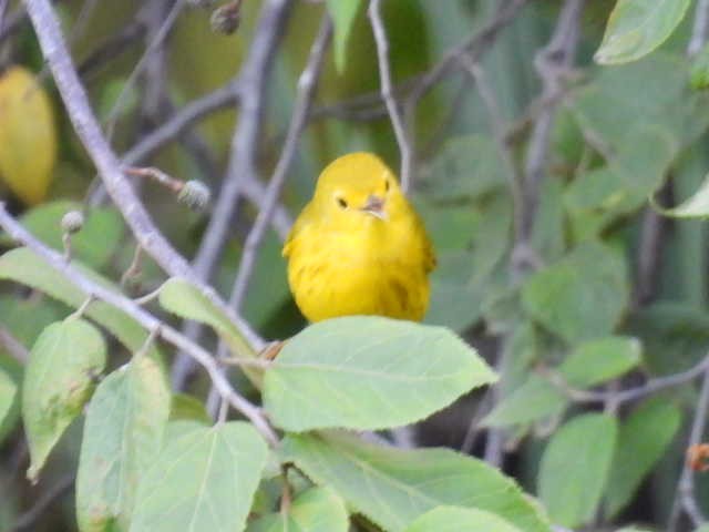 Northern Yellow Warbler - ML645477354