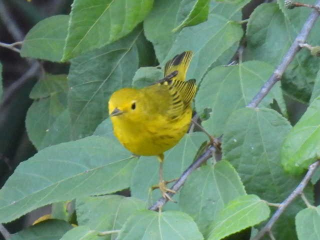 Northern Yellow Warbler - ML645477355