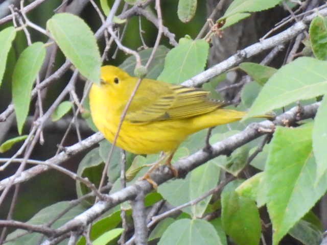 Northern Yellow Warbler - ML645477356