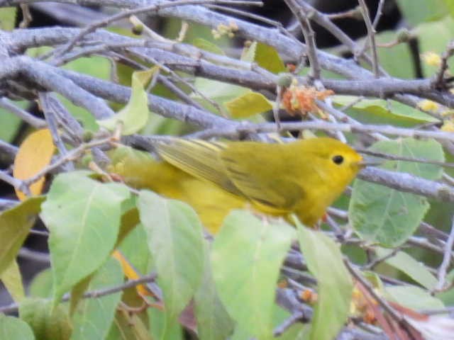 Northern Yellow Warbler - ML645477357