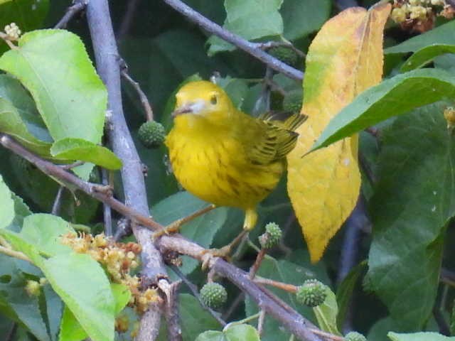 Northern Yellow Warbler - ML645477358