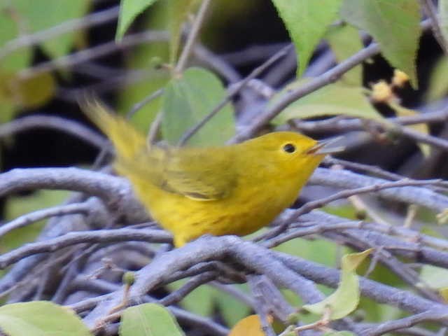 Northern Yellow Warbler - ML645477360