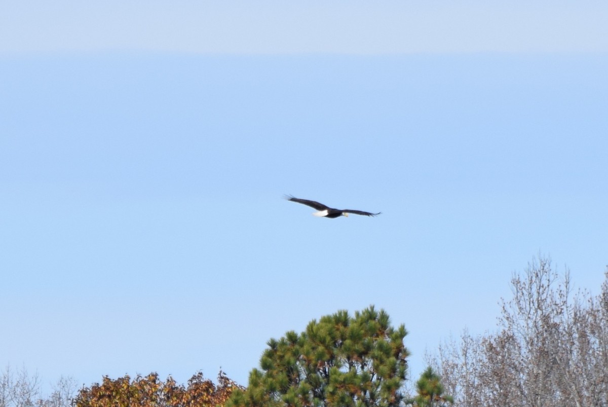 Bald Eagle - ML645477361