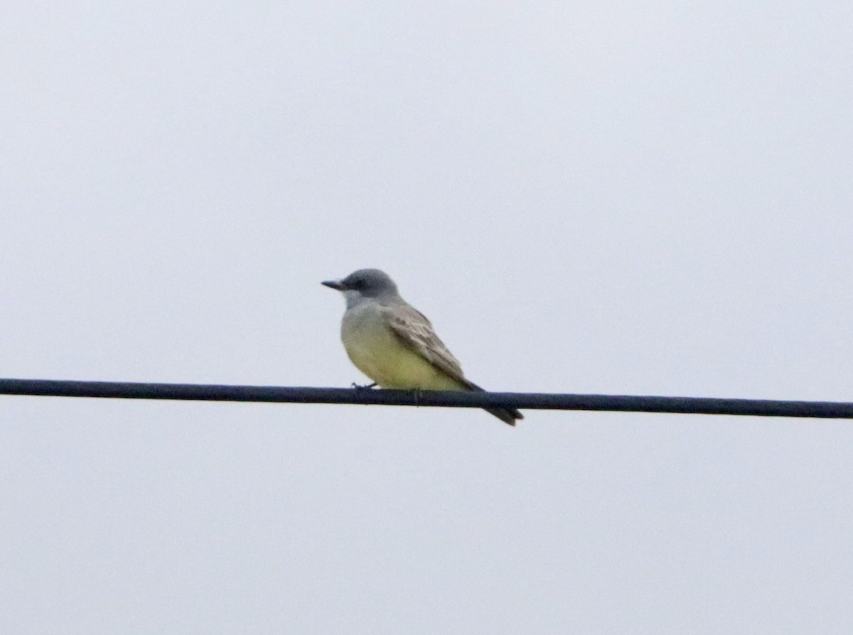 ハシボソタイランチョウ - ML645477362