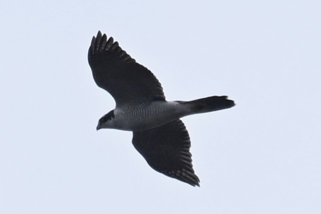 Eurasian Goshawk - ML645477363