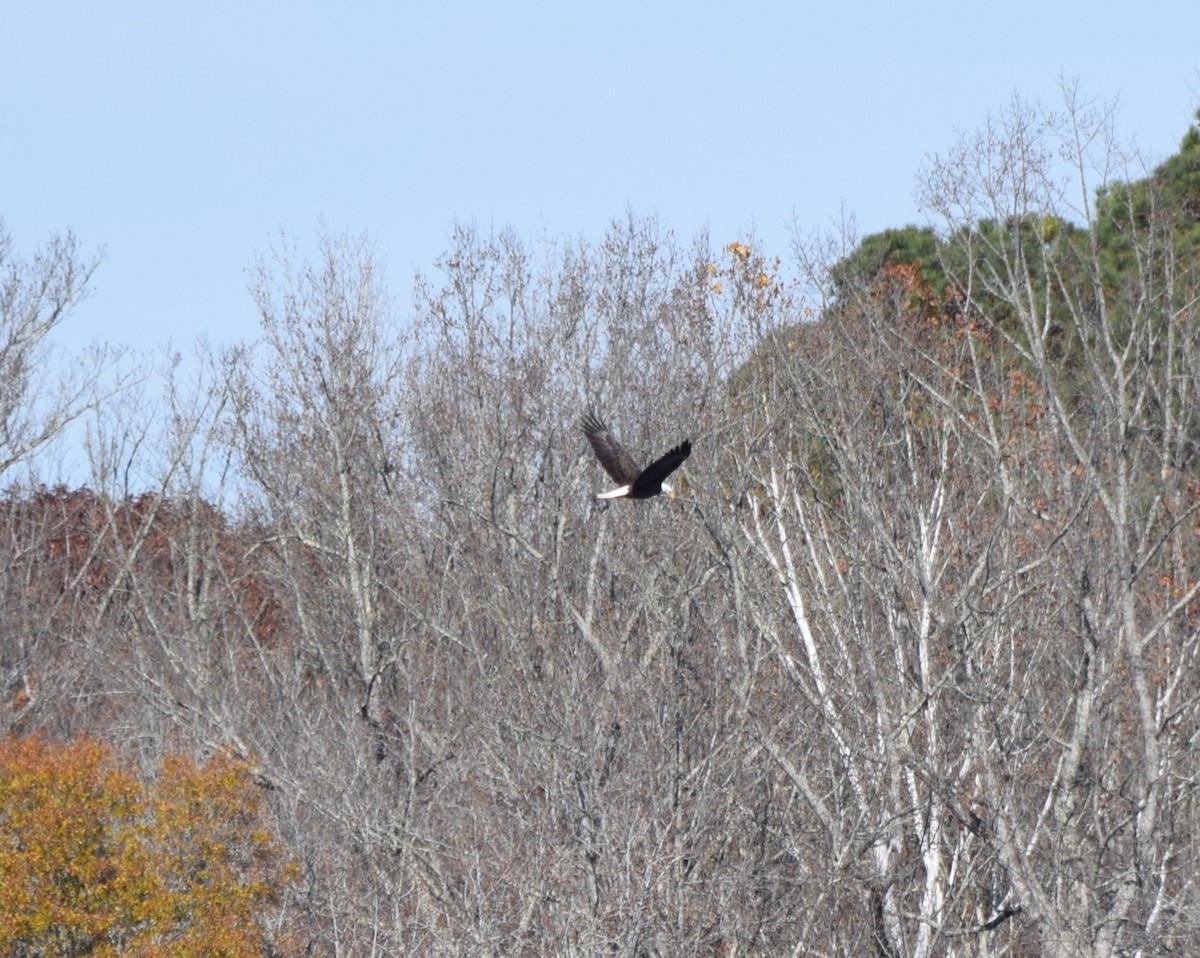 Bald Eagle - ML645477367