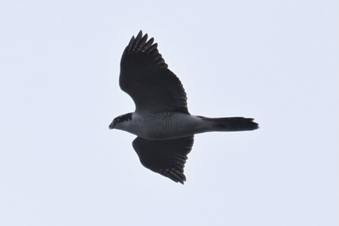 Eurasian Goshawk - ML645477368