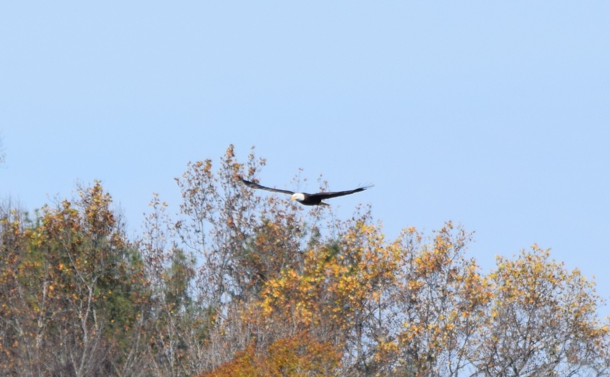 Bald Eagle - ML645477377