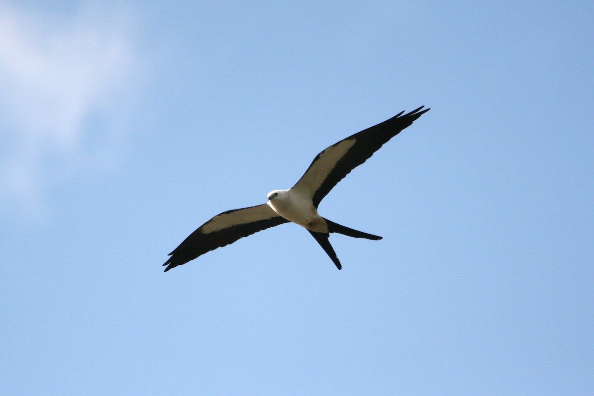 Swallow-tailed Kite - ML645477379