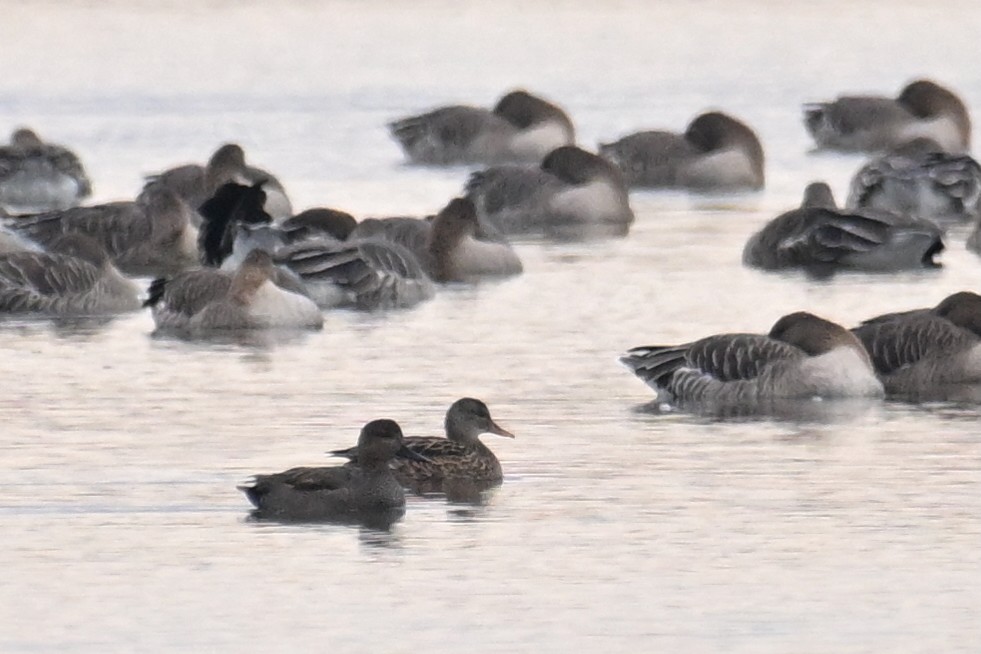 Boz Ördek - ML645477380