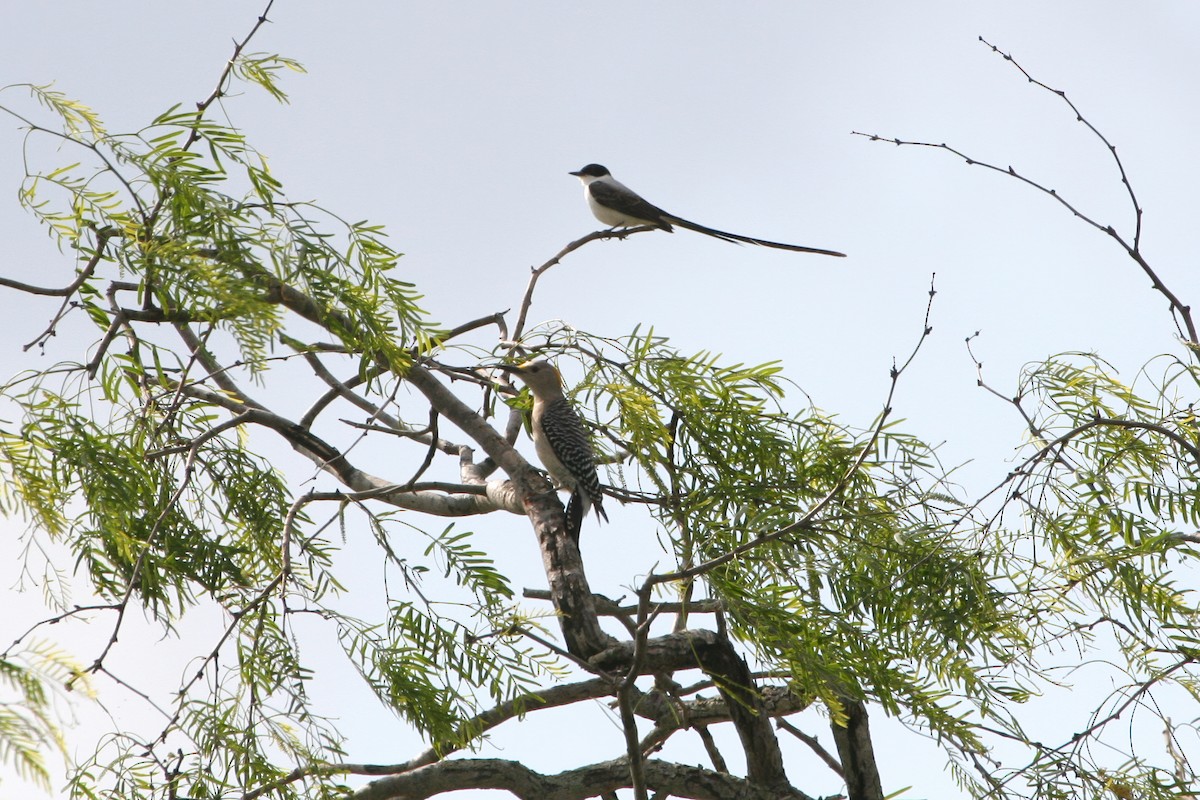 Fork-tailed Flycatcher - ML645477385