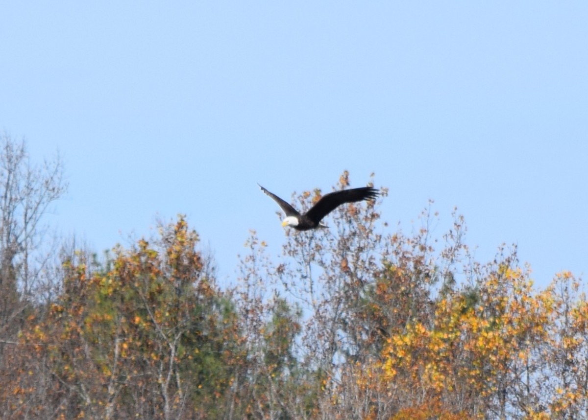 Bald Eagle - ML645477388