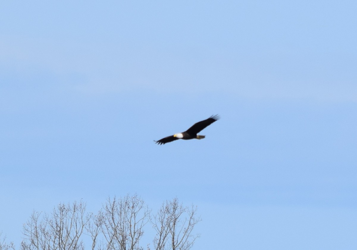 Bald Eagle - ML645477389