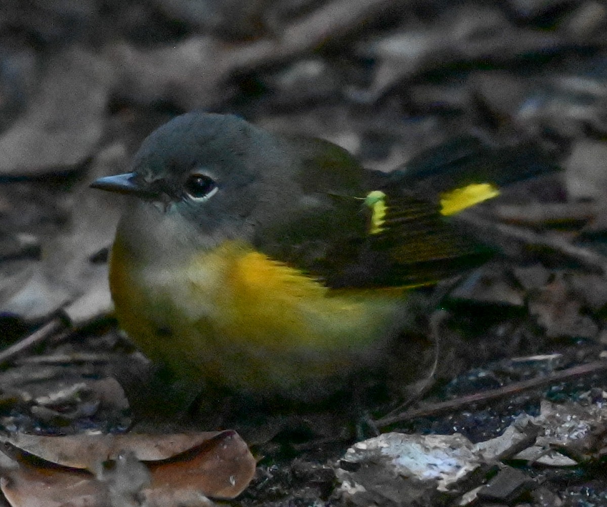 Горихвостковая древесница - ML645477392