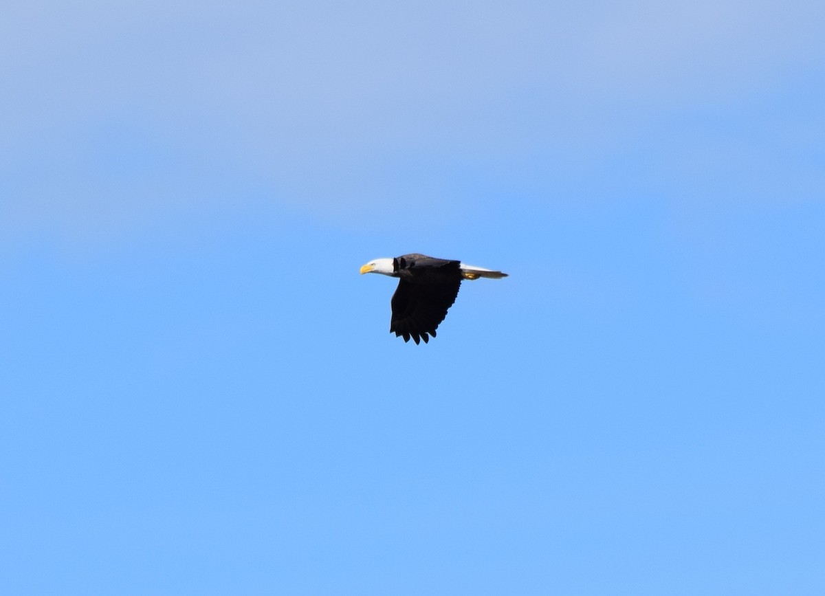 Bald Eagle - ML645477396