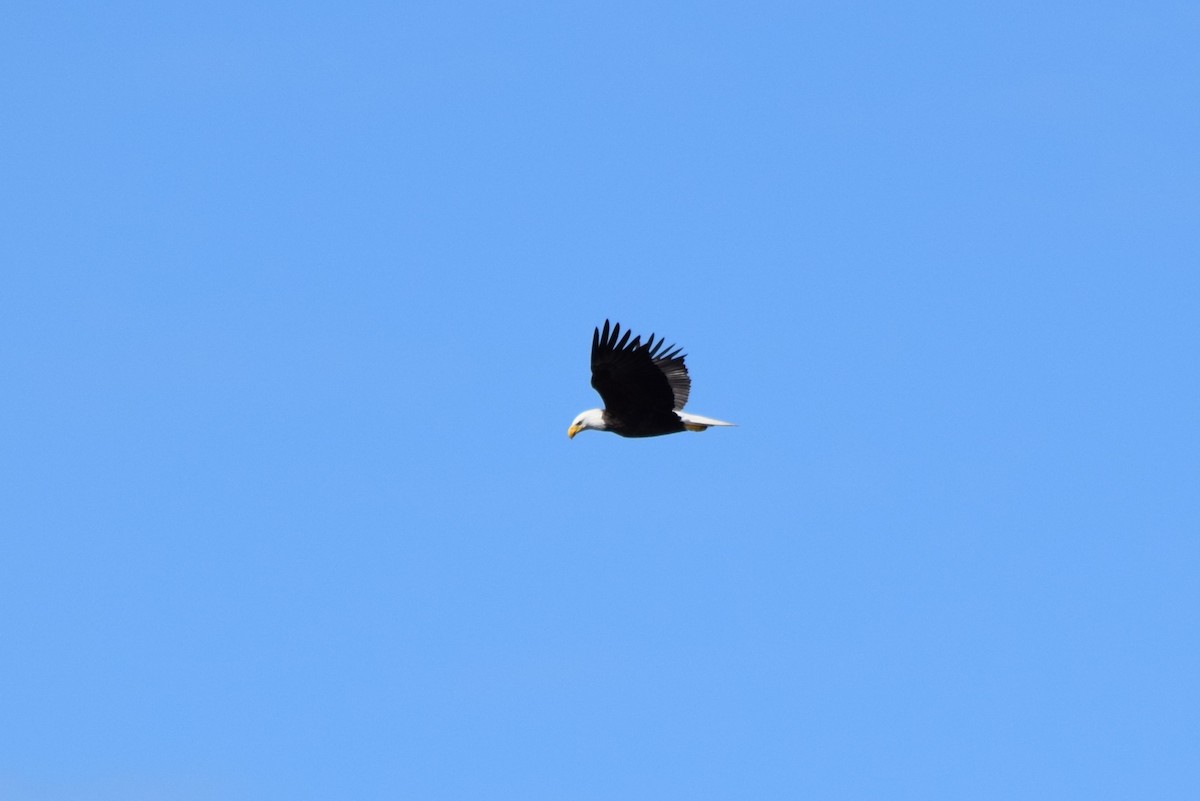 Bald Eagle - ML645477397